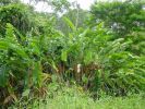 hanging Heliconia